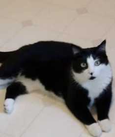 Lost Cat