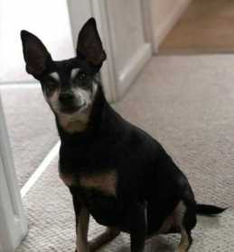 Lost Dog