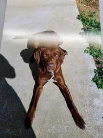 Lost Dog