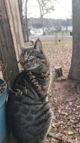 Lost Cat