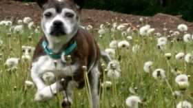 Lost Dog