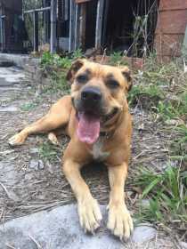 Lost Dog