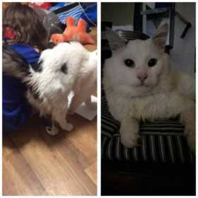 Lost Cat