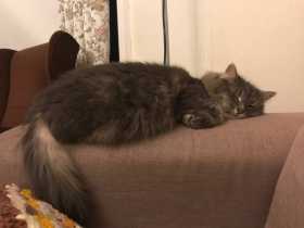 Lost Cat