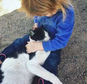 Lost Cat