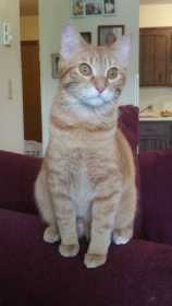 Lost Cat