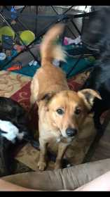 Lost Dog