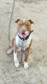 Lost Dog