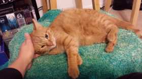 Lost Cat