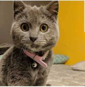 Lost Cat