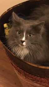 Lost Cat