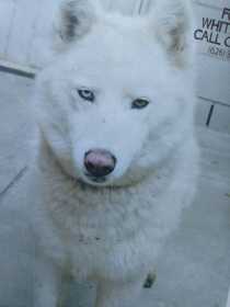 Lost Dog