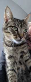 Lost Cat