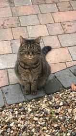 Lost Cat