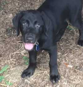 Lost Dog