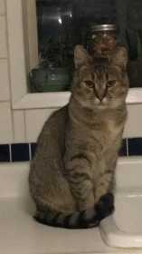 Lost Cat