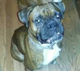 Lost Dog