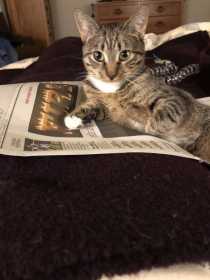 Lost Cat