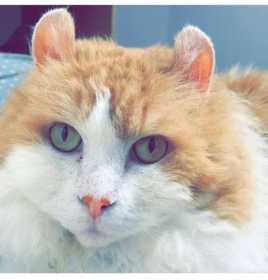 Lost Cat