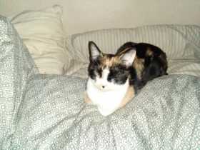 Lost Cat