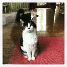 Lost Cat