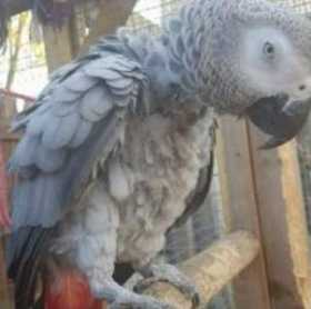 Lost African Grey