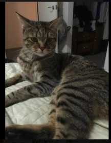 Lost Cat