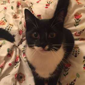 Lost Cat