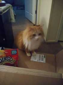 Lost Cat