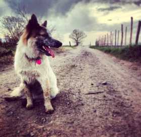Lost Dog