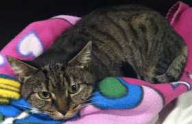 Lost Cat