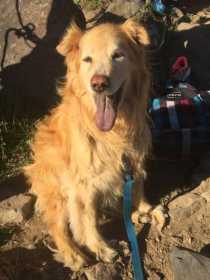 Lost Dog