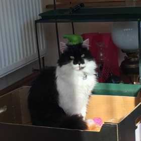 Lost Cat