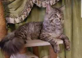 Lost Cat