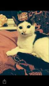 Lost Cat