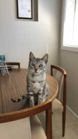 Lost Cat
