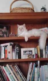 Lost Cat