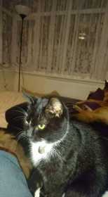 Lost Cat