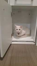 Lost Cat