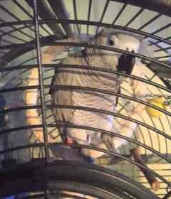 Lost African Grey