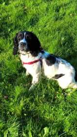 Lost Dog