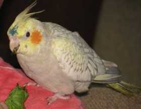 Lost Cockatiel