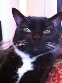 Lost Cat
