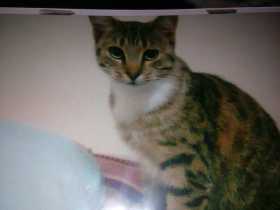 Lost Cat