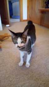 Lost Cat