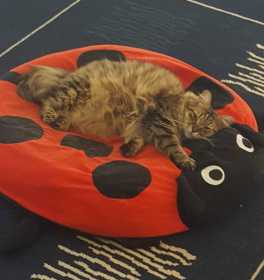 Lost Cat