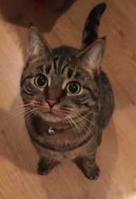 Lost Cat