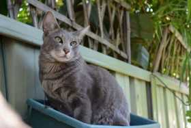 Lost Cat