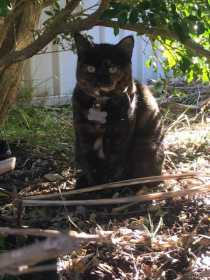 Lost Cat