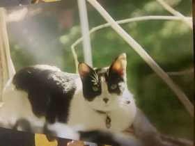 Lost Cat